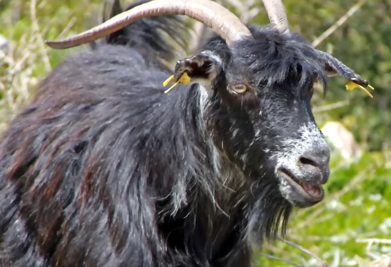 Анатолийский черный козел