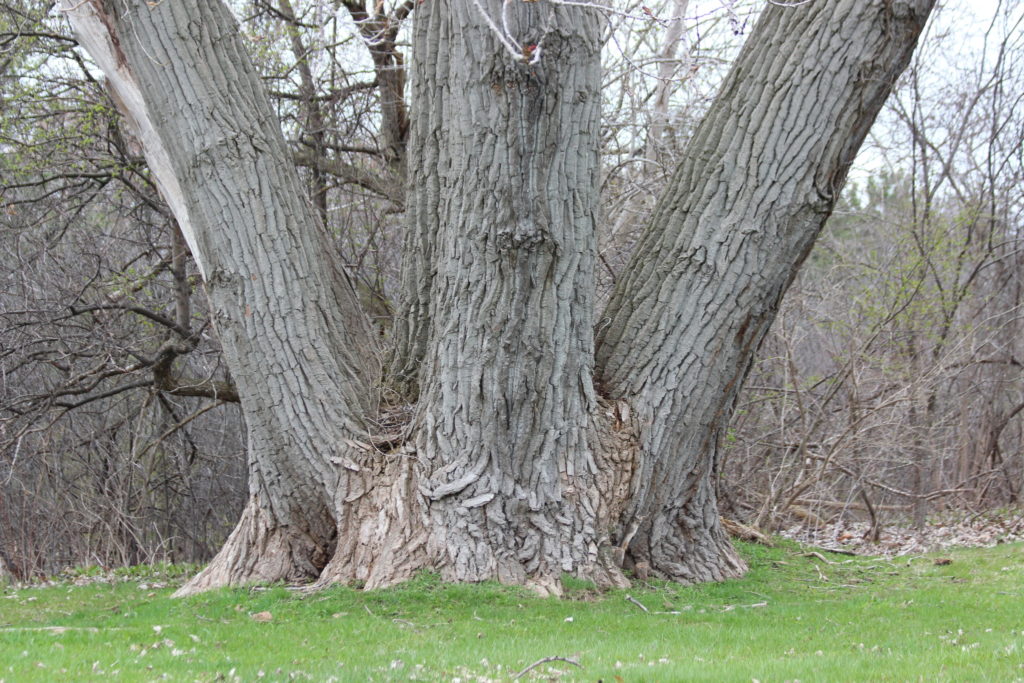 Восточной Коттонвуд (EASTERN COTTONWOOD)