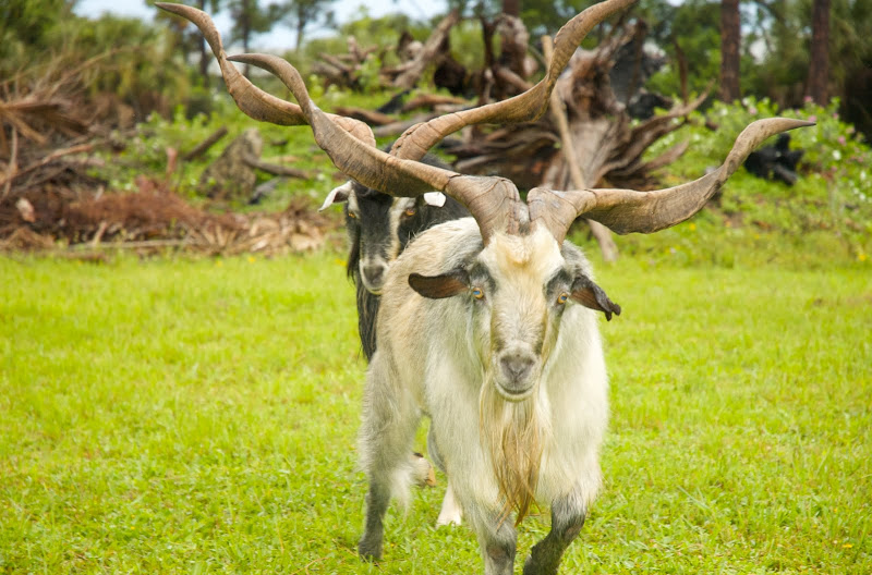 Испанский козел