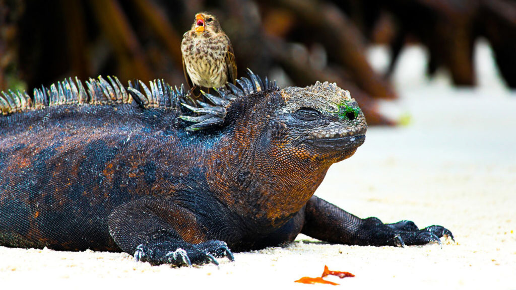 Marine Iguanas