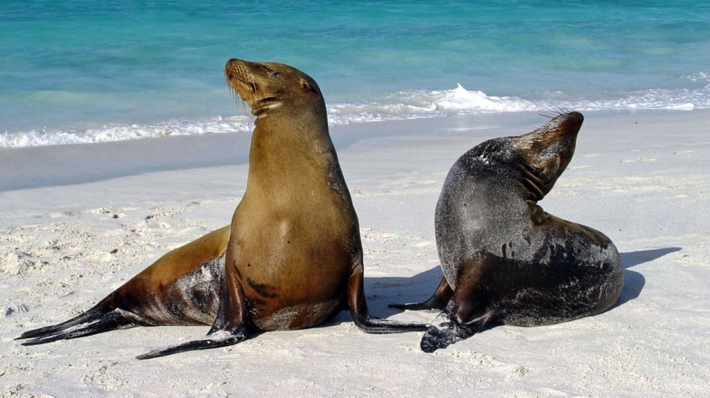 Sea Lions