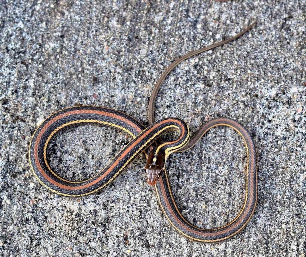 Garter Snakes