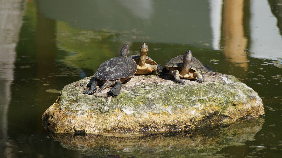 Painted Turtles