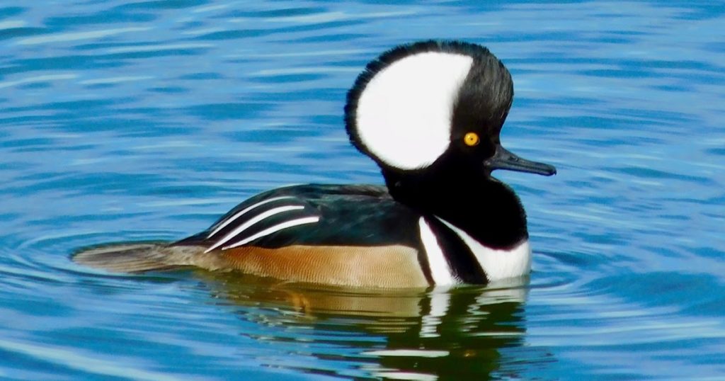 Хохлатый крохаль