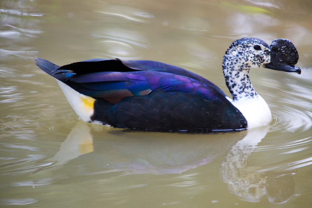 Гребенчатая утка