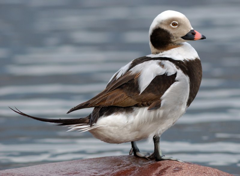 Длиннохвостая утка