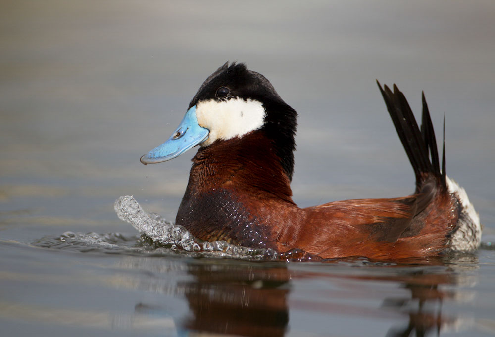 Ruddy Duck (Американская савка)
