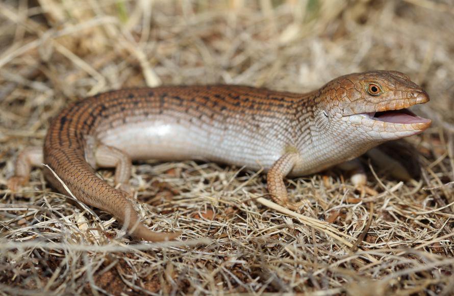 Tiliqua adelaidensis