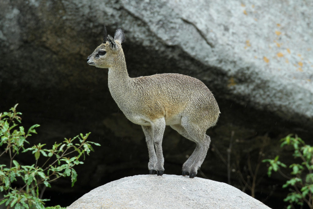 Клипспрингер (Антилопа-прыгун)