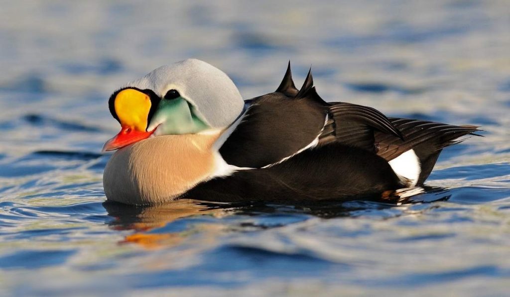 Гага-гребенушка