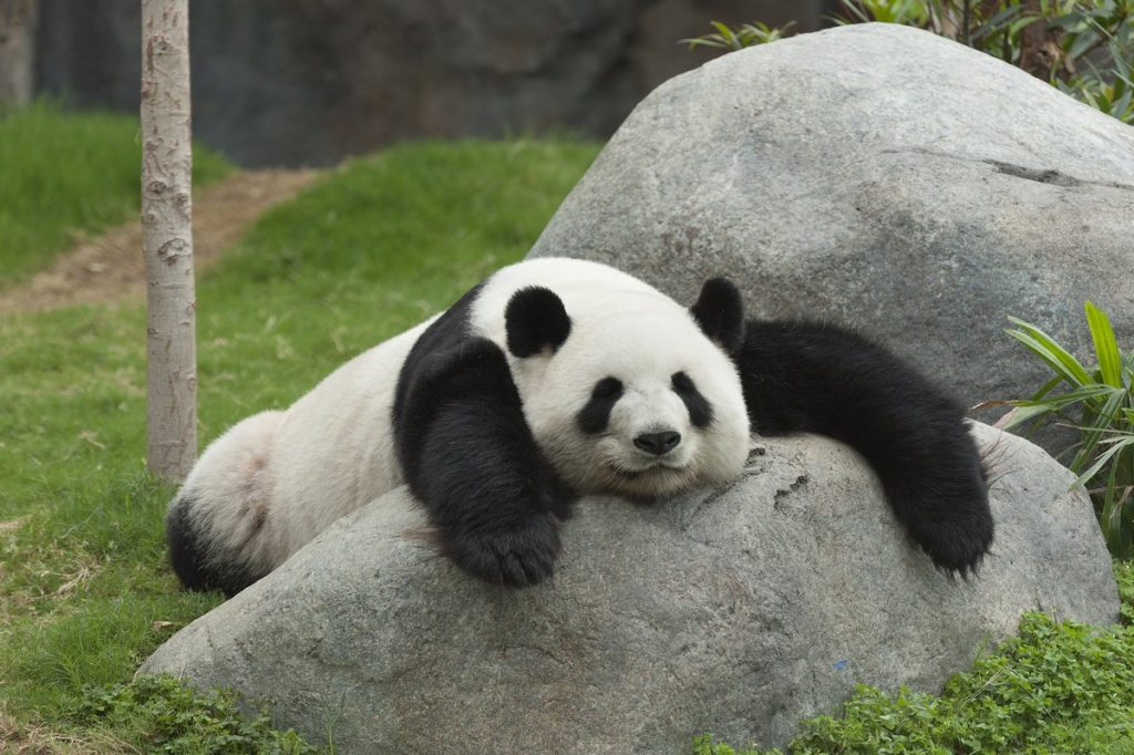 Giant Panda