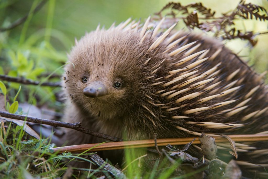 Echidna