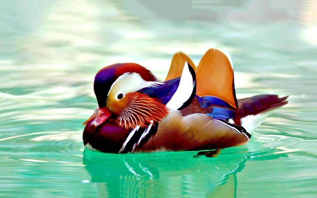 Мандаринка