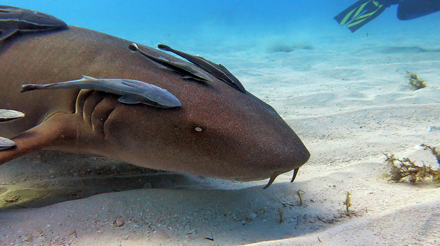 Nurse Shark