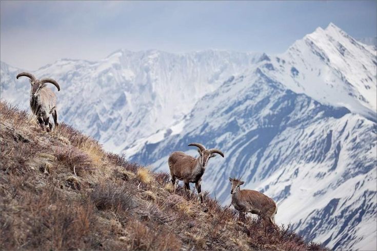 Голубой баран (Нахур)