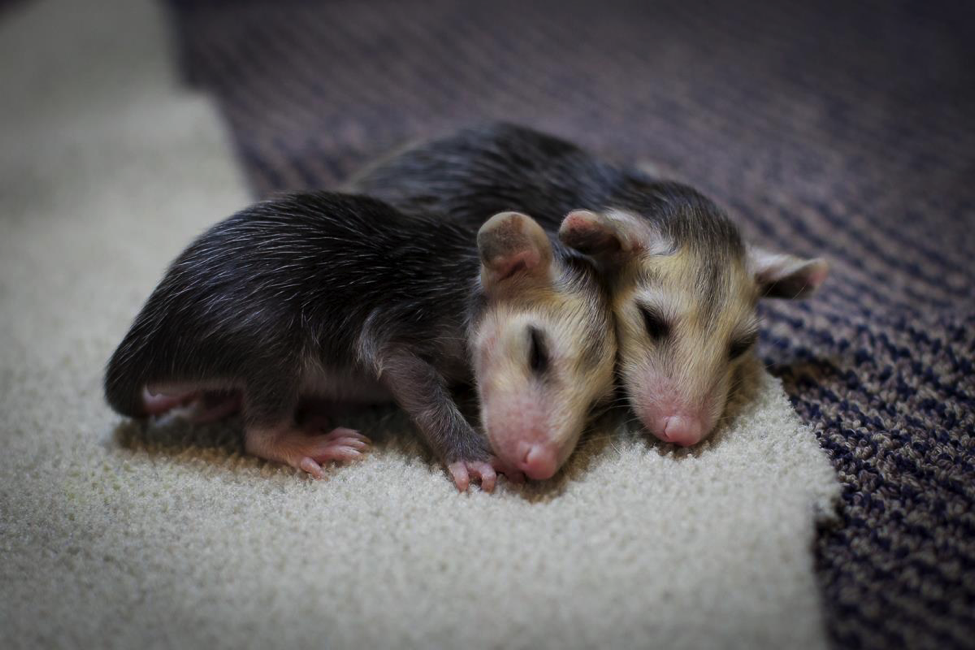 Opossum