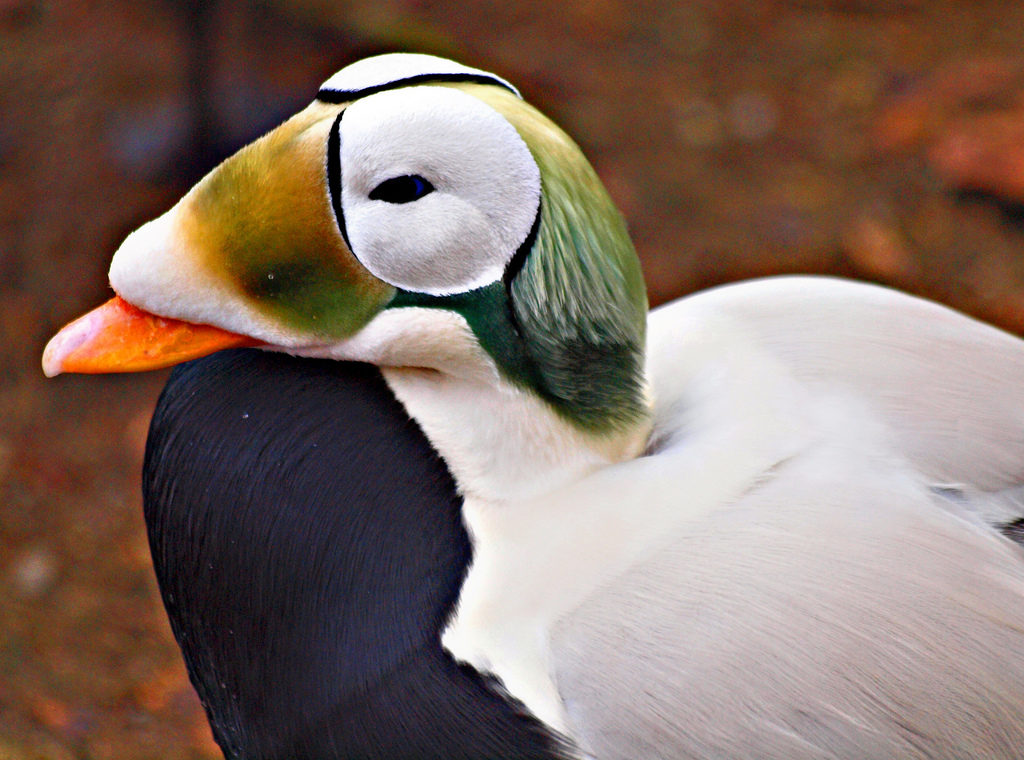 Очковая Гага