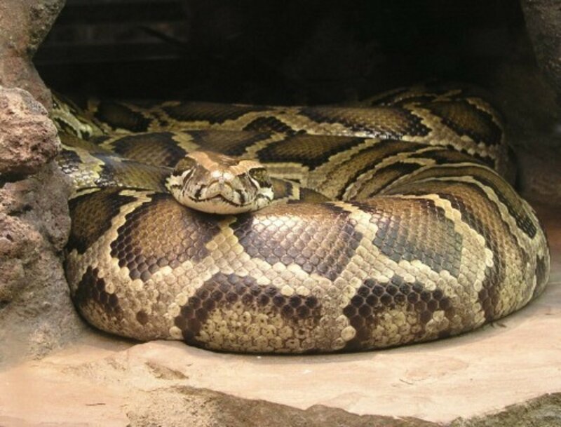 Python