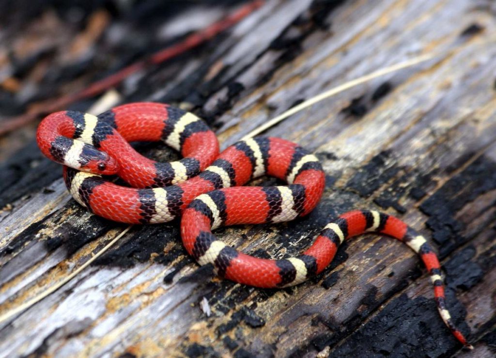 Lampropeltis triangulum elapsoides