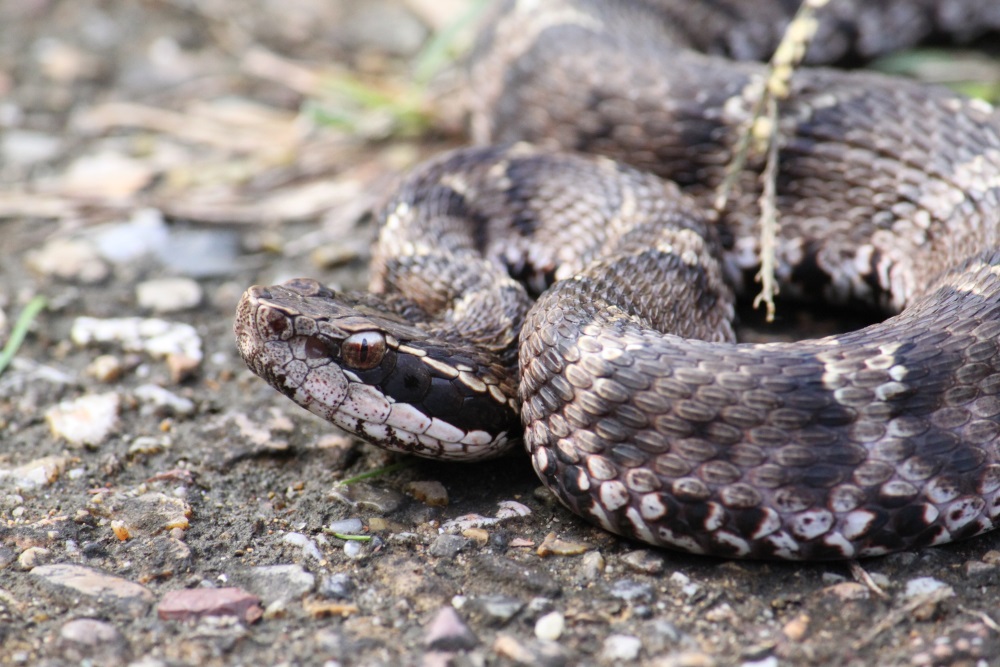 Мамуши (Mamushi)