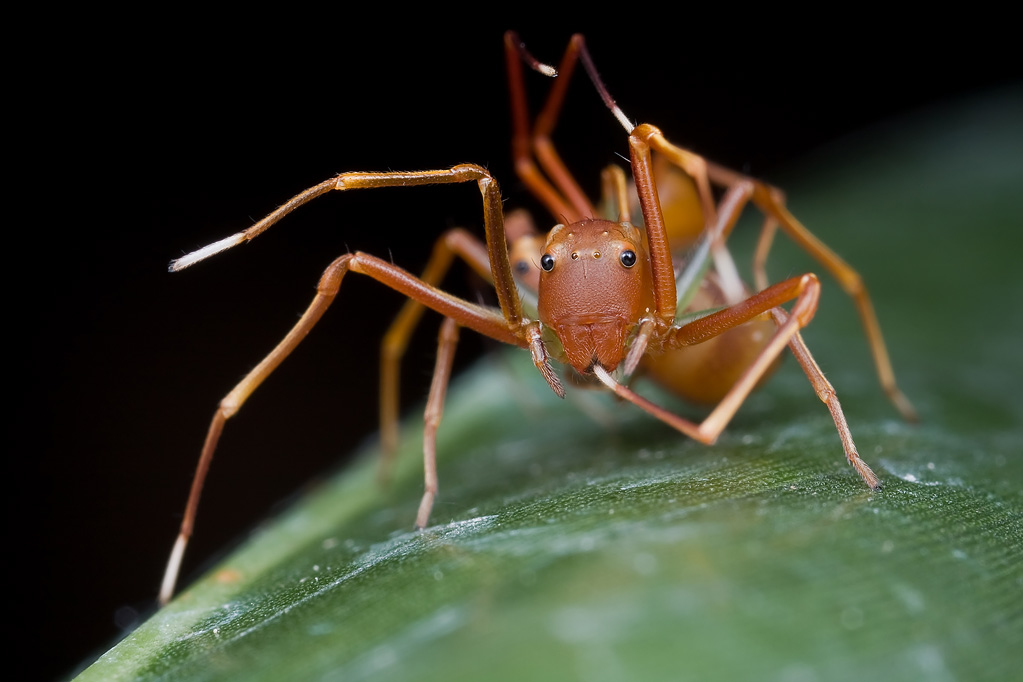 Пауки-муравьи