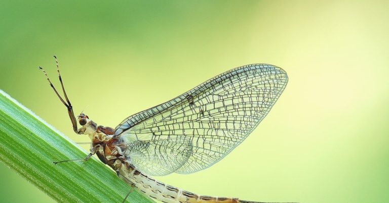 Животные С Самой Короткой Жизнью