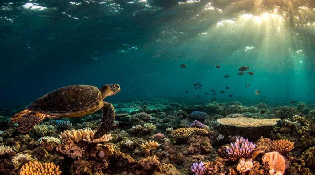 Большой Барьерный Риф, Австралия