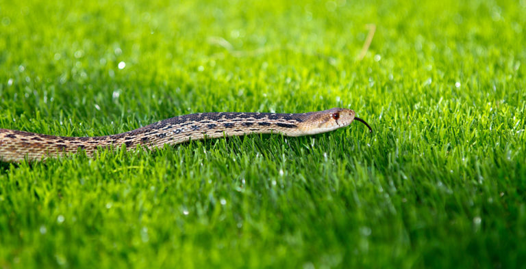 8 Растений, Которые Отпугивают Змей