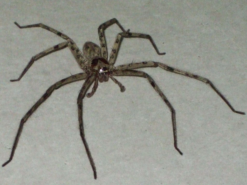 Ашидакагумо (Ashidakagumo)