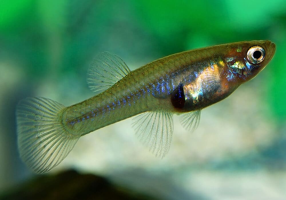 Mosquitofish