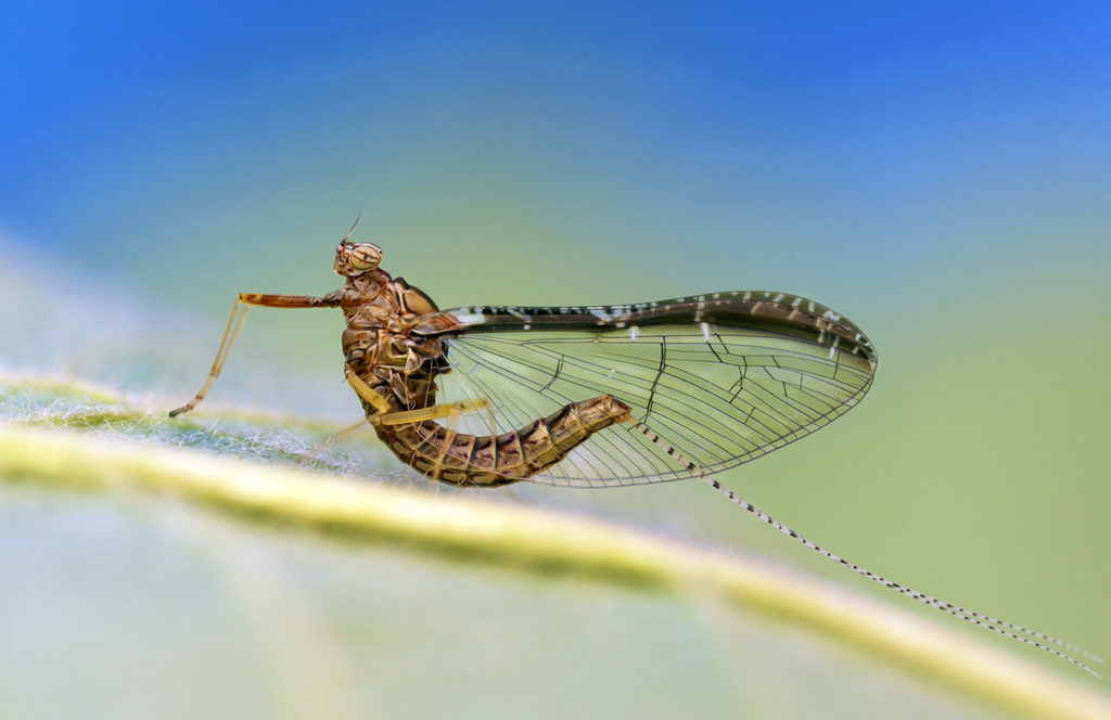 Mayflies