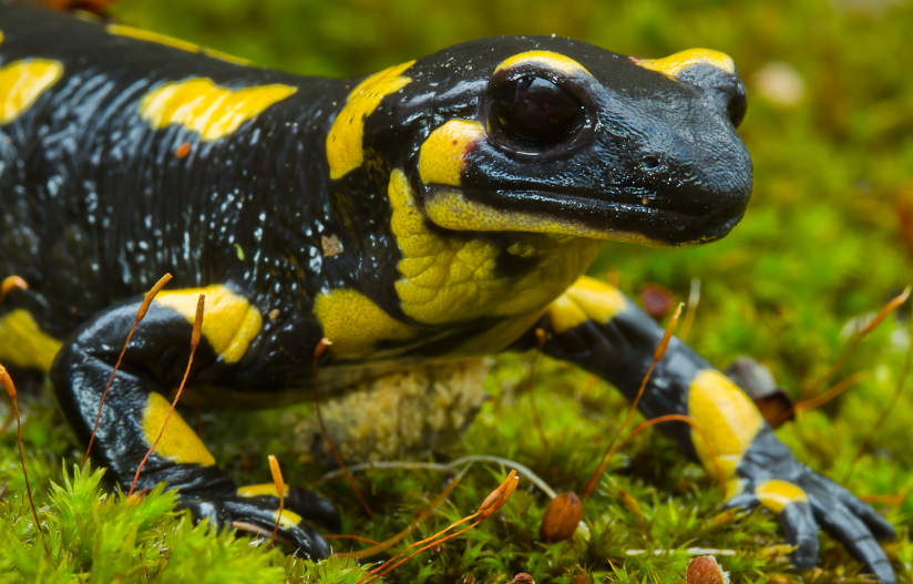 Саламандры