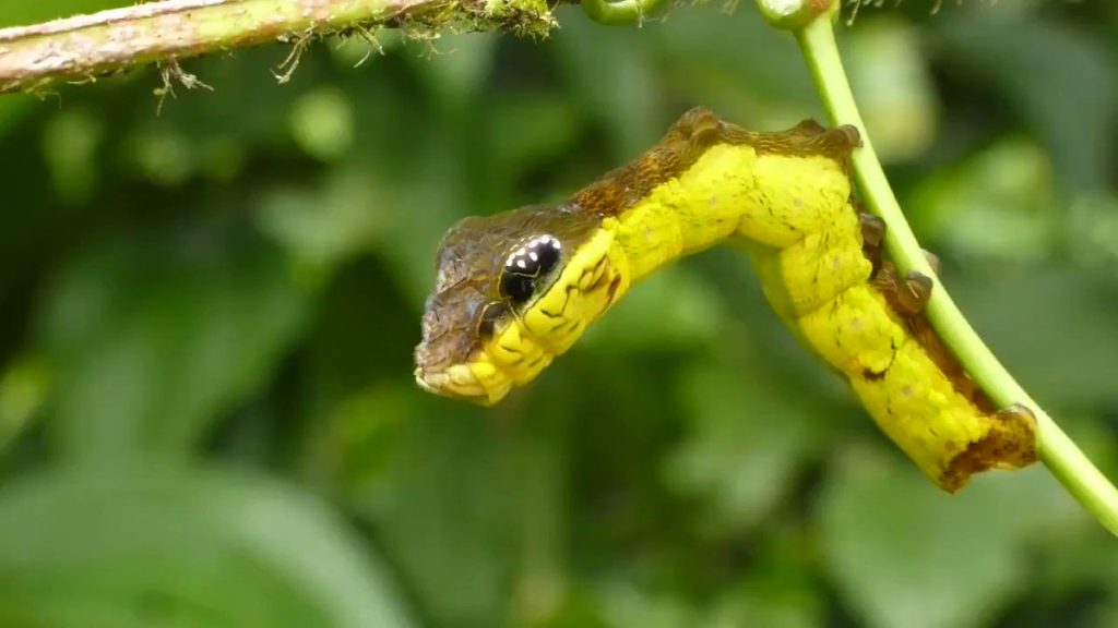 Тропическая Гусеница