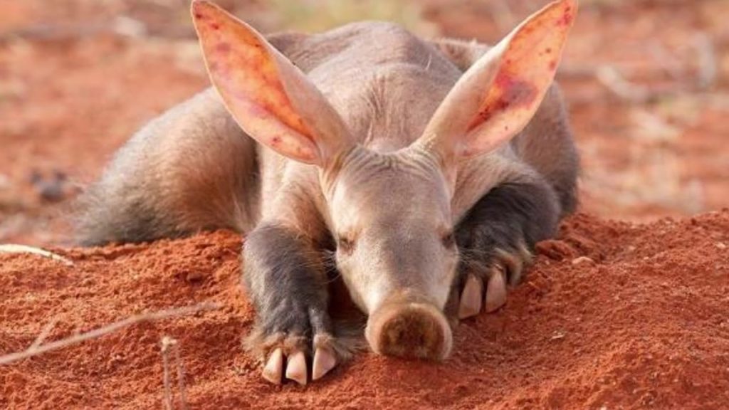 Трубкозубы