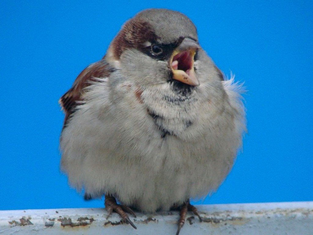 House Sparrow