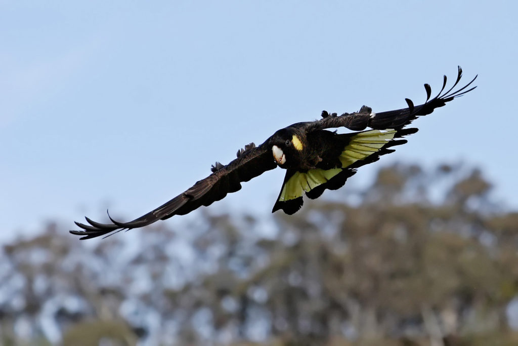 Yellow-tailed Black Cockatoo