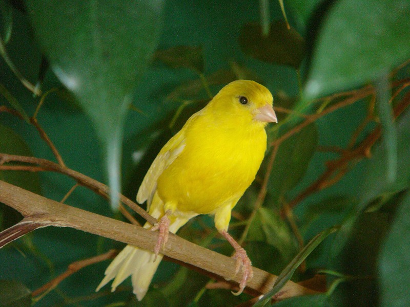 Canary