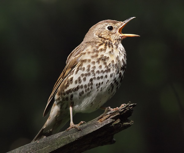 Song Thrush