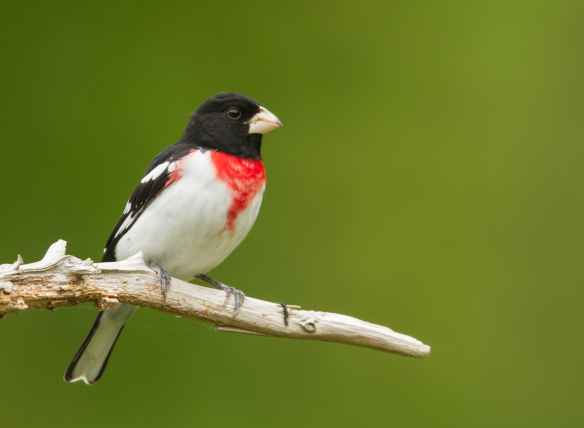 Rose-breasted Grosbeak