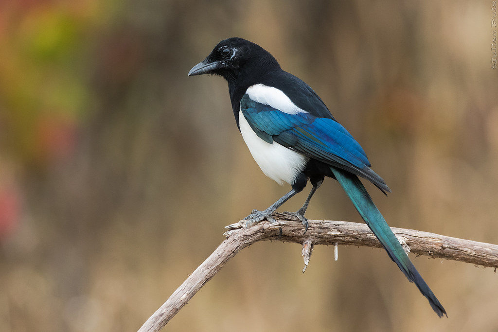 Black-billed Magpie