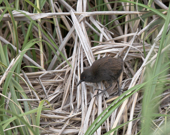 Тристанский пастушок
