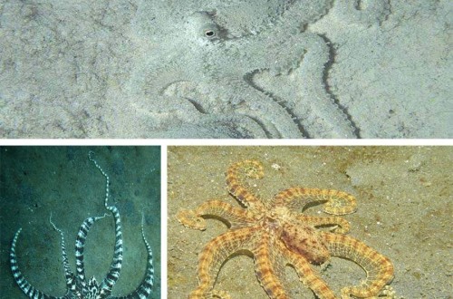 Водный Мимический осьминог