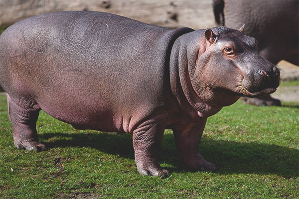 Hippopotamus