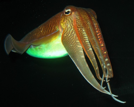 Каракатица