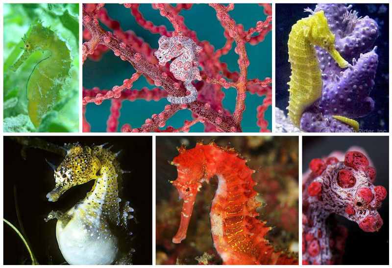 Морской конек