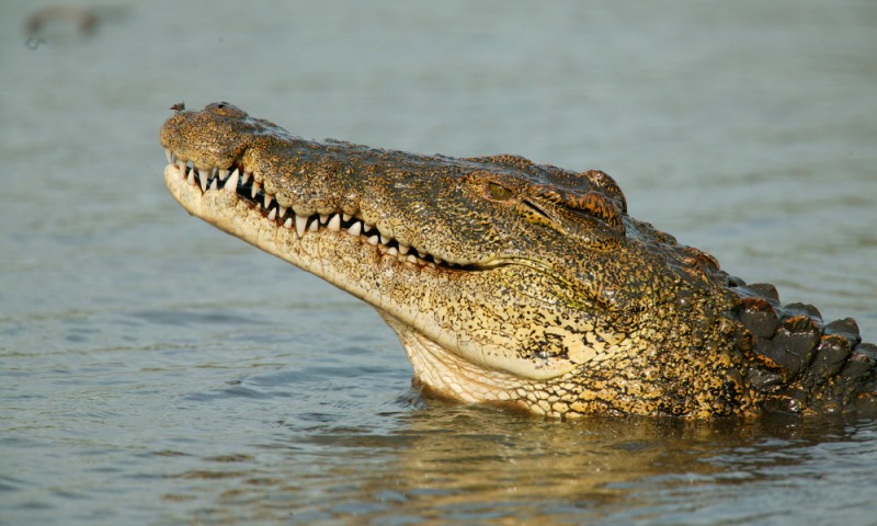 Saltwater Crocodile