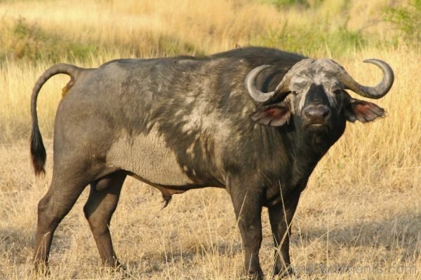 Cape Buffalo