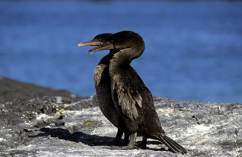 Нелетающий Баклан