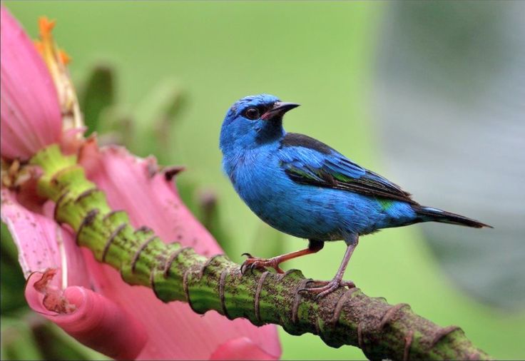 Синий дакнис