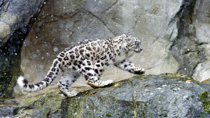 Snow Leopard